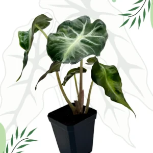 Alocasia Venom Ø-10cm H-15cm