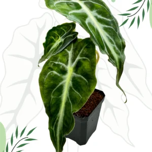 Alocasia Venom Ø-10cm H-15cm