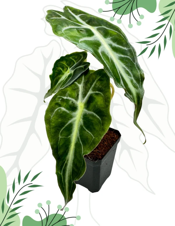 Alocasia Venom Ø-10cm H-15cm