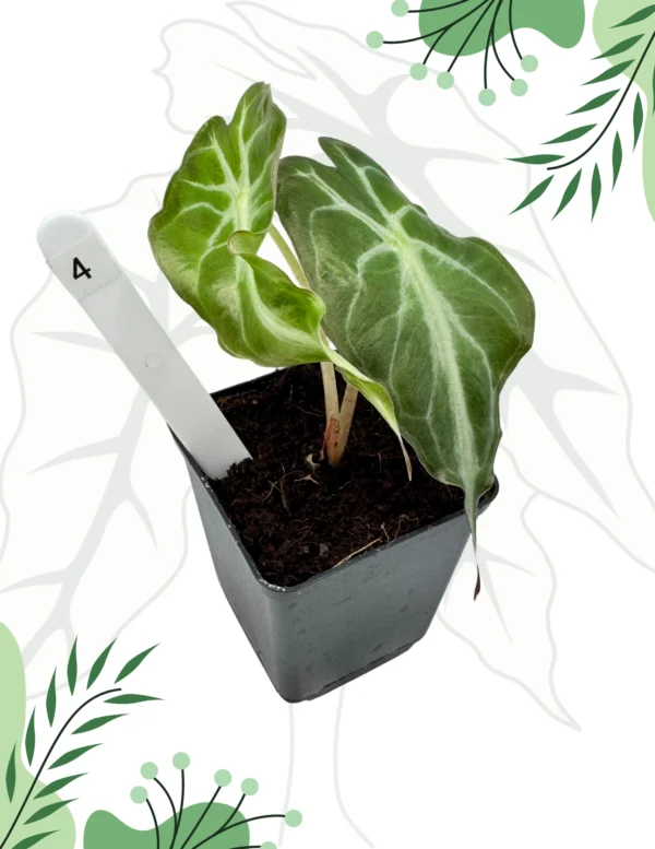 Alocasia Venom Ø-10cm H-15cm - obrazek 5