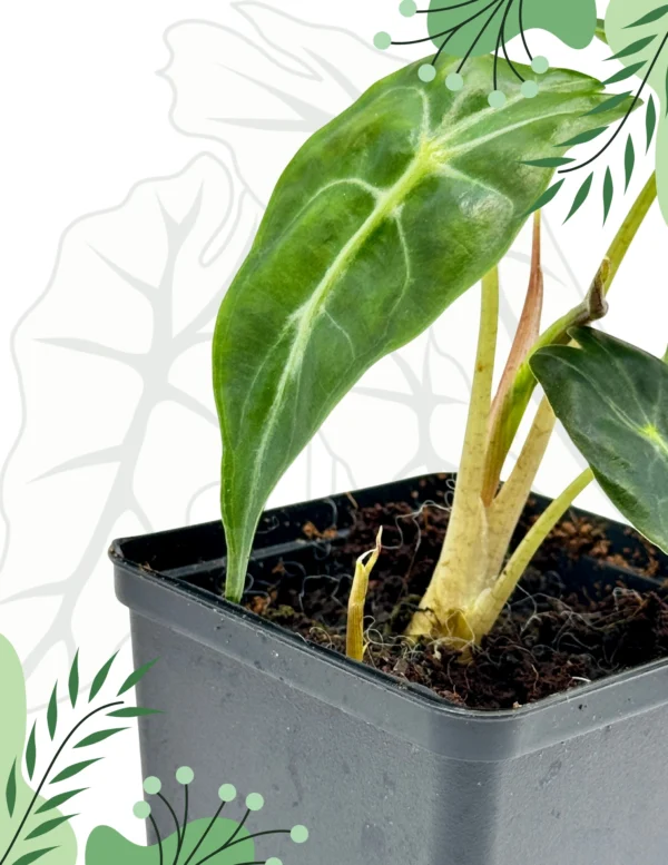 Alocasia Venom Ø-10cm H-15cm - obrazek 2
