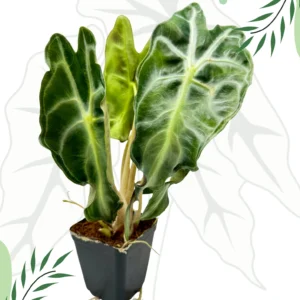 Alocasia Venom Ø-10cm H-15cm