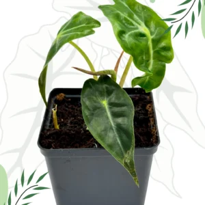 Alocasia Venom Ø-10cm H-15cm