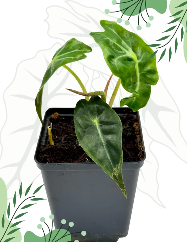 Alocasia Venom Ø-10cm H-15cm