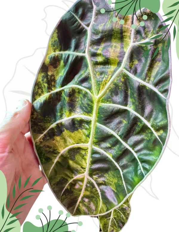 Alocasia Watsoniana Variegata Ø-12cm H-20cm - obrazek 5