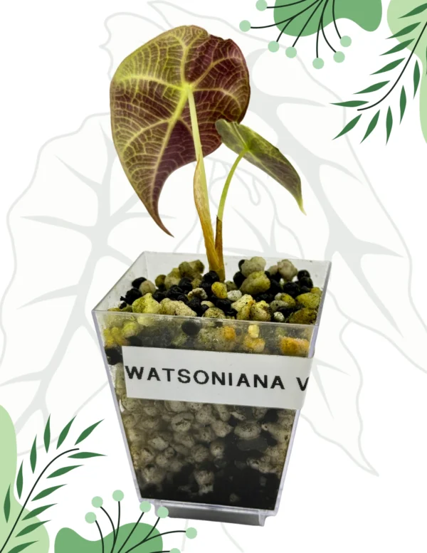 Alocasia Watsoniana Variegata Ø-12cm H-20cm - obrazek 4