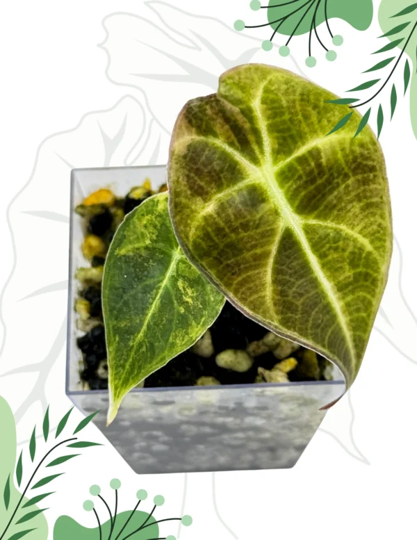 Alocasia Watsoniana Variegata Ø-12cm H-20cm - obrazek 3