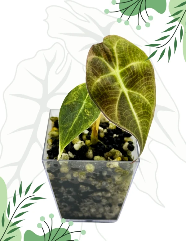 Alocasia Watsoniana Variegata Ø-12cm H-20cm