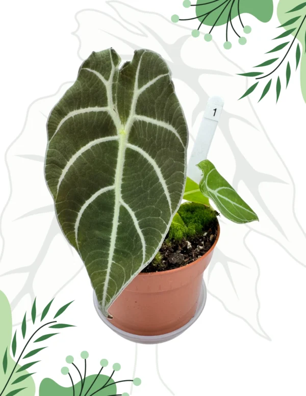 Alocasia Watsoniana Ø-10cm H-15cm