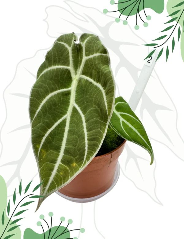 Alocasia Watsoniana Ø-10cm H-15cm - obrazek 2