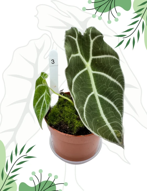 Alocasia Watsoniana Ø-10cm H-15cm - obrazek 3