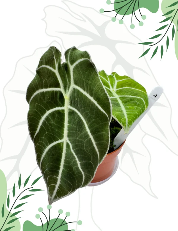Alocasia Watsoniana Ø-10cm H-15cm - obrazek 4