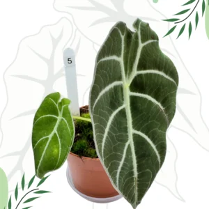 Alocasia Watsoniana Ø-10cm H-15cm