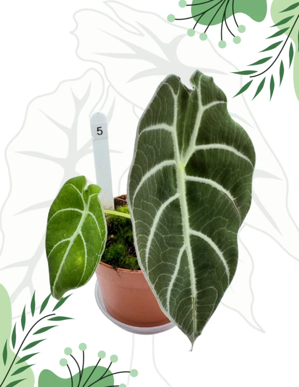 Alocasia Watsoniana Ø-10cm H-15cm - obrazek 5