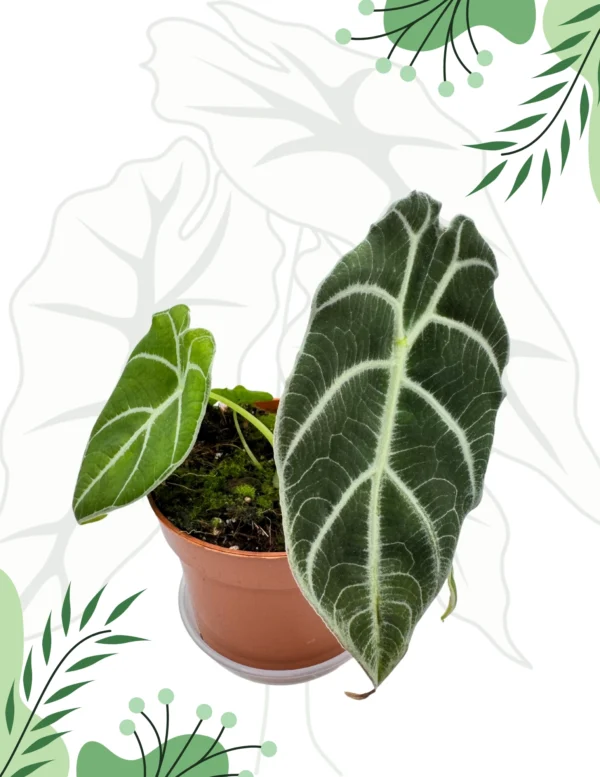 Alocasia Watsoniana Ø-10cm H-15cm - obrazek 6