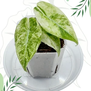 Alocasia Watsoniana Tricolor Variegata Ø-6cm H-10cm