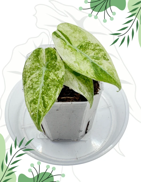 Alocasia Watsoniana Tricolor Variegata Ø-6cm H-10cm