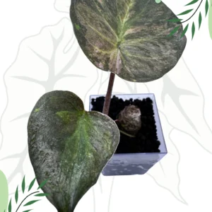 Alocasia Wentii Aline Variegata Ø-6cm H-15cm