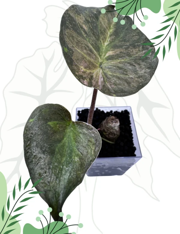 Alocasia Wentii Aline Variegata Ø-6cm H-15cm