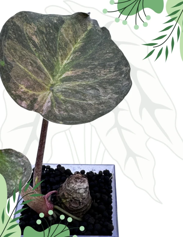 Alocasia Wentii Aline Variegata Ø-6cm H-15cm - obrazek 2