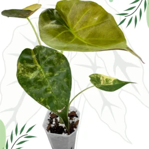 Alocasia Wentii Aurea Variegata Ø-9cm H-15cm