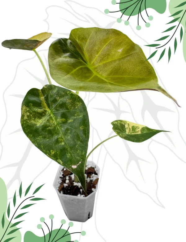 Alocasia Wentii Aurea Variegata Ø-9cm H-15cm