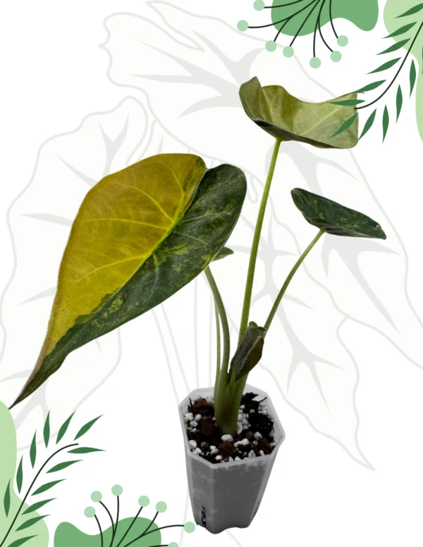 Alocasia Wentii Aurea Variegata Ø-9cm H-15cm - obrazek 3