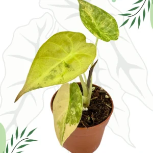Alocasia Wentii Variegata Ø-9cm H-15cm