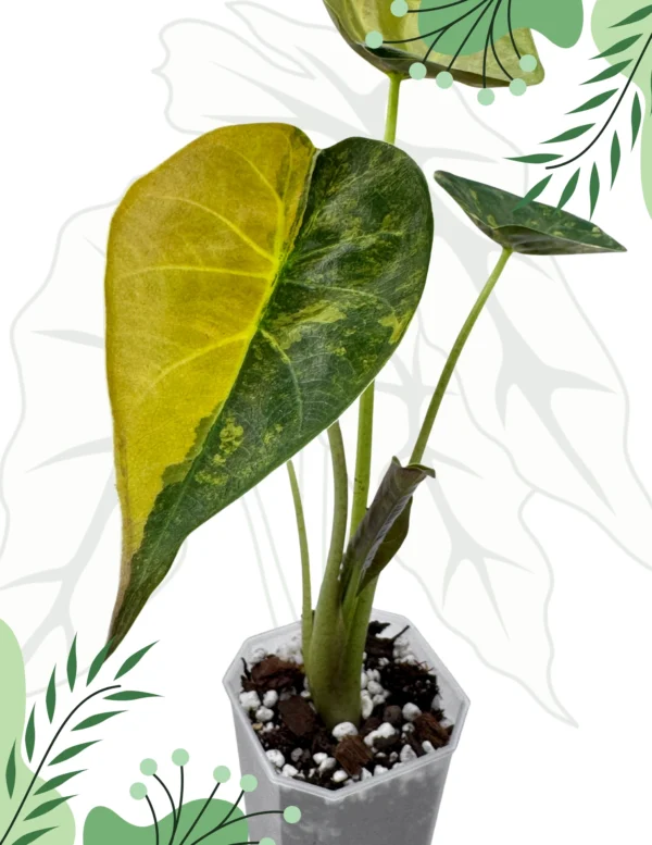 Alocasia Wentii Aurea Variegata Ø-9cm H-15cm - obrazek 4
