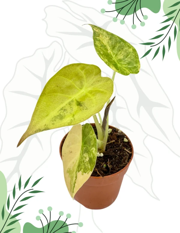 Alocasia Wentii Variegata Ø-9cm H-15cm