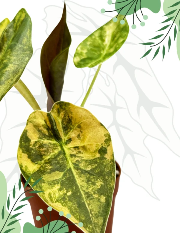 Alocasia Wentii Aurea Variegata Ø-9cm H-15cm - obrazek 5