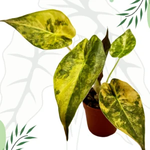 Alocasia Wentii Aurea Variegata Ø-9cm H-15cm