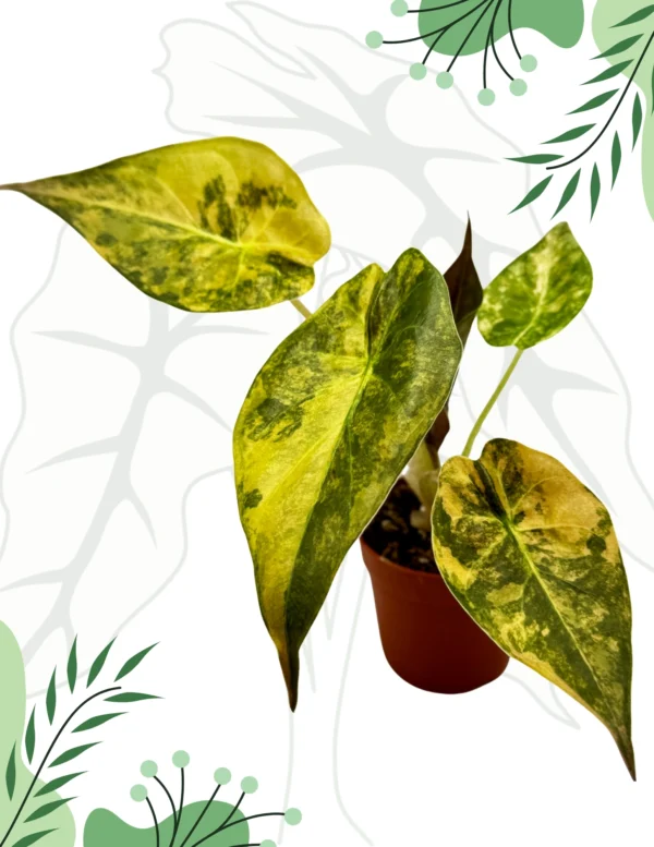 Alocasia Wentii Aurea Variegata Ø-9cm H-15cm