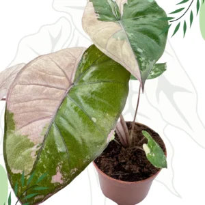 アロカシア ユカタンプリンセス オーレア Alocasia-sarawakensis-Yucatan-