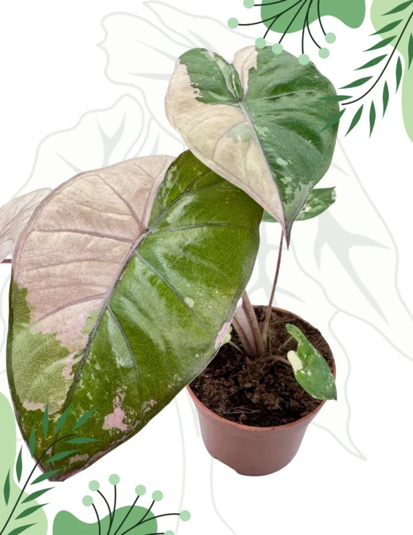 Alocasia Yucatan Princess Pink/Albo Ø-9cm H-20cm - obrazek 2