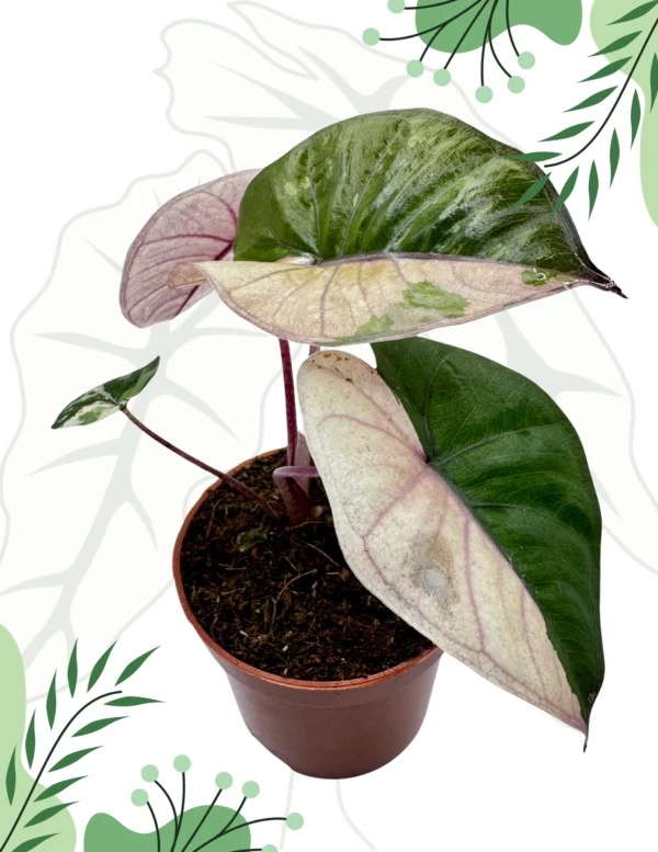 Alocasia Yucatan Princess Pink/Albo Ø-9cm H-20cm
