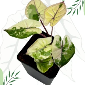 Alocasia Yucatan Princess Pink/Albo Variegata Ø-6cm H-20cm