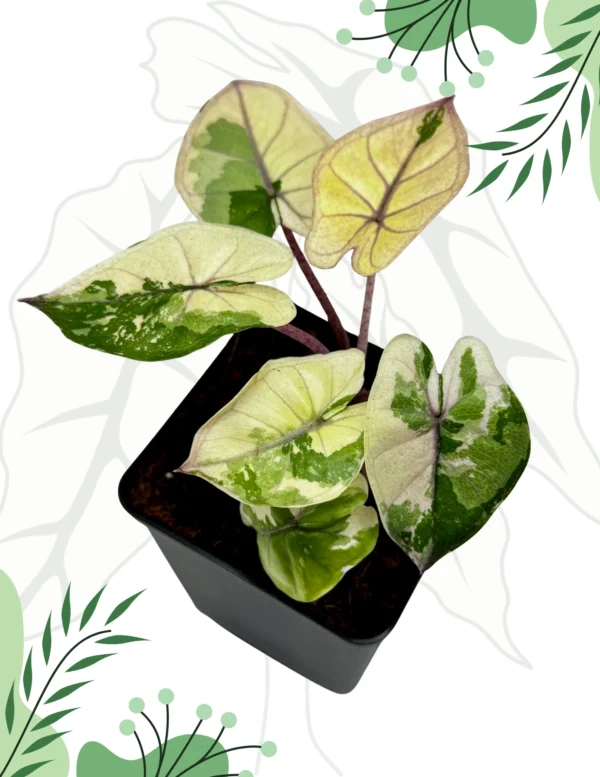 Alocasia Yucatan Princess Pink/Albo Variegata Ø-6cm H-20cm