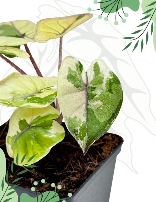Alocasia Yucatan Princess Pink/Albo Variegata Ø-6cm H-20cm - obrazek 3