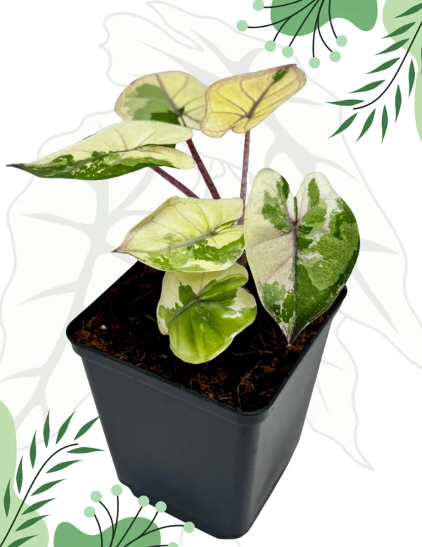 Alocasia Yucatan Princess Pink/Albo Variegata Ø-6cm H-20cm - obrazek 2