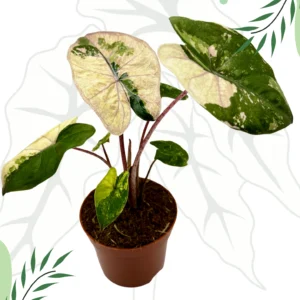 Alocasia Yucatan Princess Pink/Albo Variegata Ø-6cm H-20cm