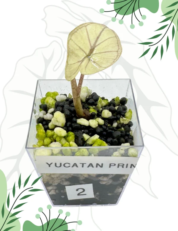 Alocasia Yucatan Princess Variegata Ø-6cm H-10cm