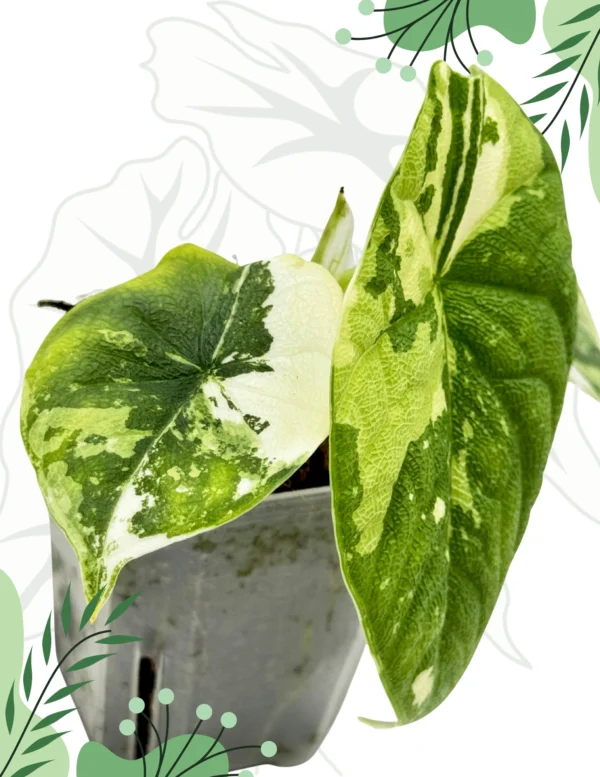 Alocasia Melo Albo Variegata Ø-6cm H-15cm - obrazek 5