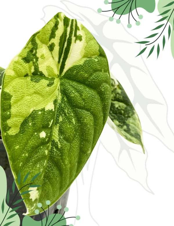 Alocasia Melo Albo Variegata Ø-6cm H-15cm - obrazek 4