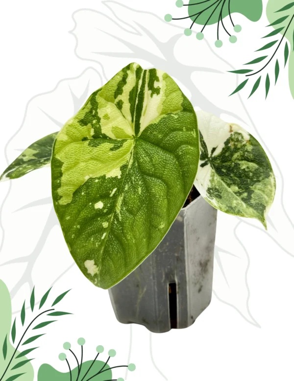 Alocasia Melo Albo Variegata Ø-6cm H-15cm