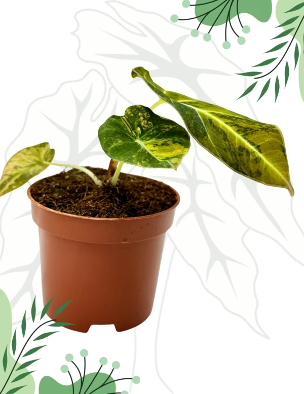 Alocasia Black Velvet Gold Variegata Ø-9cm H-15cm - obrazek 3