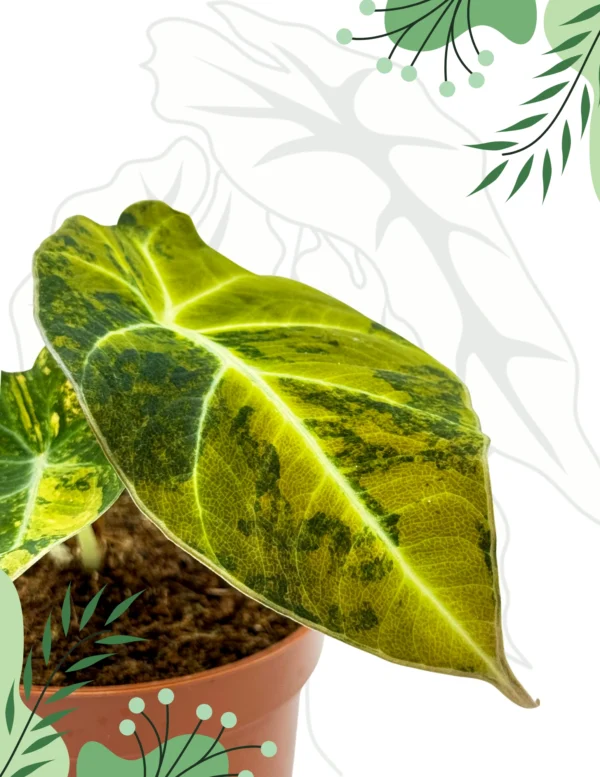 Alocasia Black Velvet Gold Variegata Ø-9cm H-15cm - obrazek 2