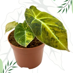 Alocasia Black Velvet Gold Variegata Ø-9cm H-15cm
