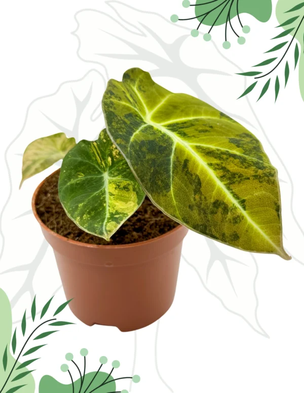 Alocasia Black Velvet Gold Variegata Ø-9cm H-15cm