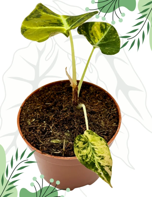 Alocasia Black Velvet Gold Variegata Ø-9cm H-15cm - obrazek 5